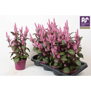 CEL WILD PINK P14