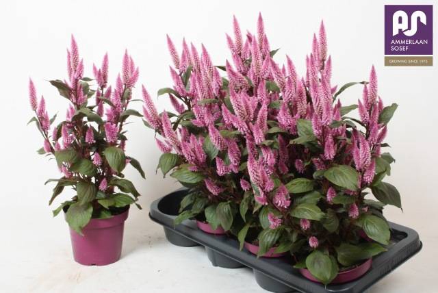 <h4>CEL WILD PINK P14</h4>