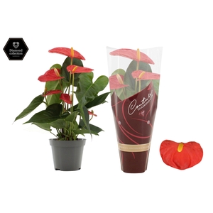 Anthurium 9 cm Solara in Couture Diamond Line Purple sleeve
