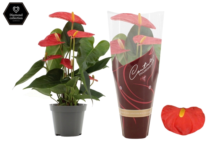 <h4>Anthurium 9 cm Solara in Couture Diamond Line Purple sleeve</h4>