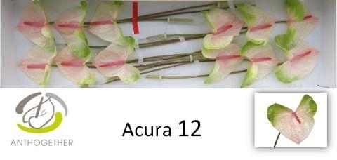 <h4>Anth A Acura 13 cm X12 Oosterzon</h4>