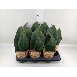 Sansevieria trifa.   ...