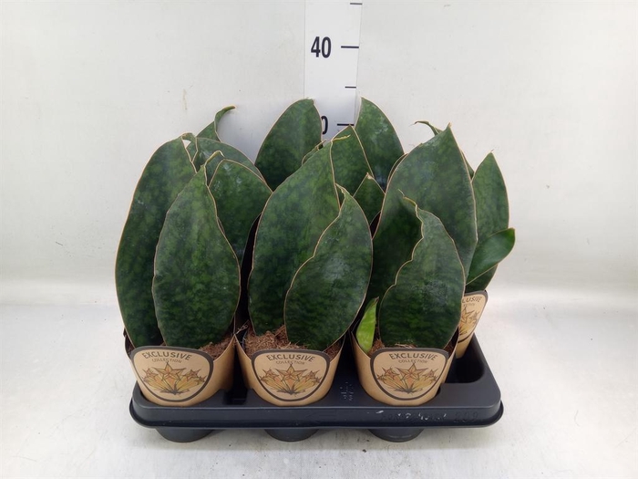 <h4>Sansevieria trifa.   ...</h4>
