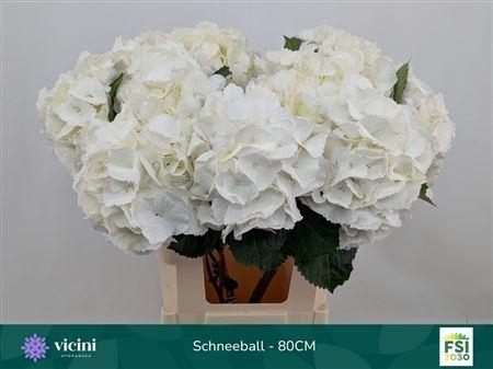 <h4>Hydr M Schneeball</h4>