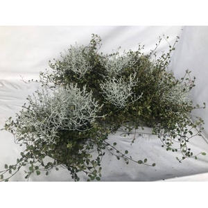 LEUCOPH BROWNII