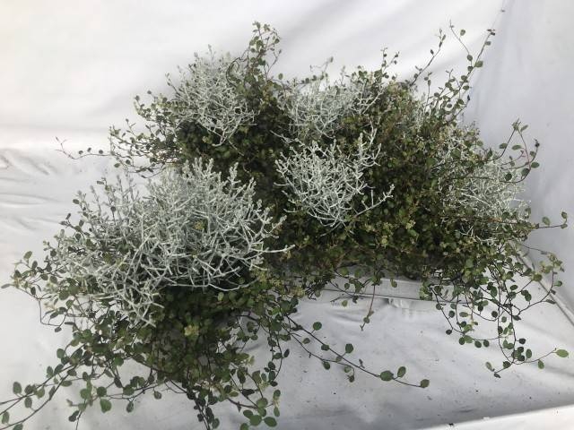 <h4>LEUCOPH BROWNII</h4>