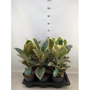 Ficus elastica 'Tineke'