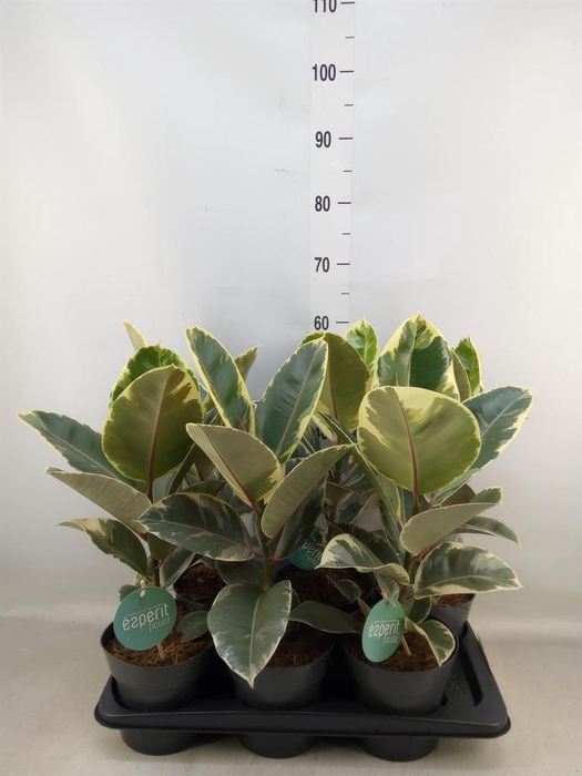 <h4>Ficus elastica 'Tineke'</h4>