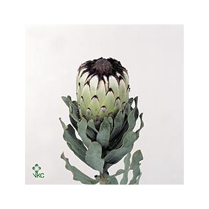 PROTEA MAG NIOBE