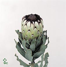 Protea Mag Niobe 50cm