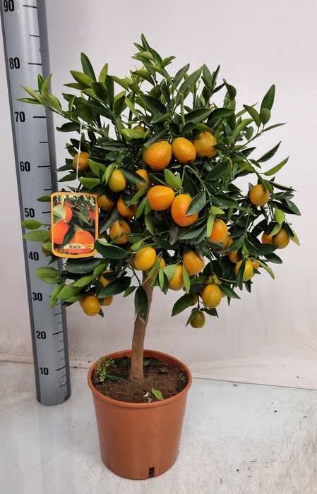 <h4>CITR MARGARITA</h4>