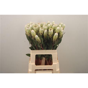 Protea Mundi White