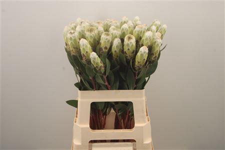 <h4>Protea Mundi White</h4>