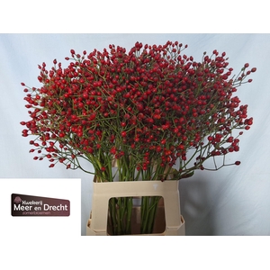 ROSA MAG RED CASCADE