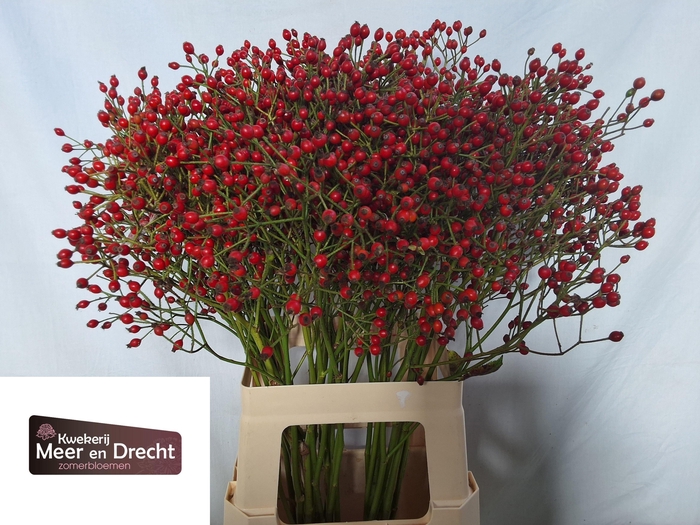 <h4>ROSA MAG RED CASCADE</h4>