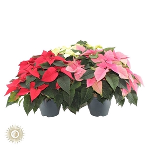 Poinsettia 21cm mix doos (1x red,1x white,1x pink)