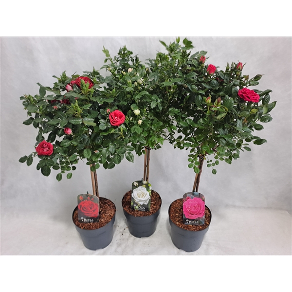 <h4>Roos op stam kleinbloemig P19 MIX 40cm</h4>