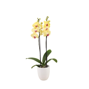 Hugo White Phal Geel 2T14+