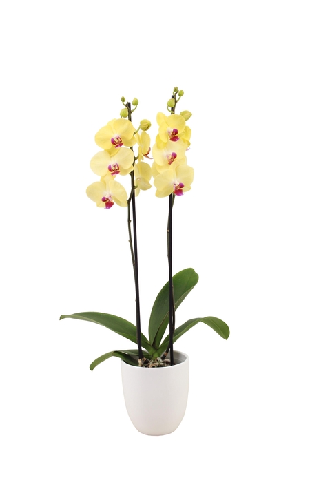 <h4>Hugo White Phal Geel 2T14+</h4>
