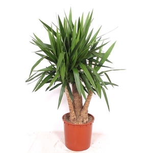 Yucca