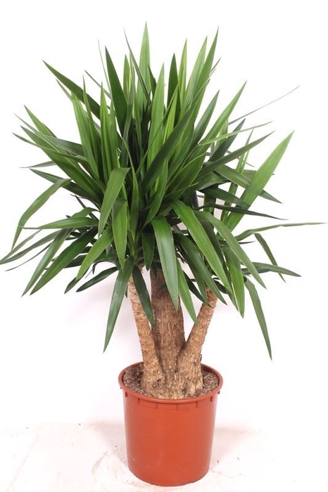 <h4>Yucca</h4>