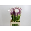 Zantedeschia Eydolls Purple White
