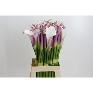 Zantedeschia Eydolls Purple White