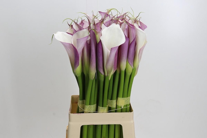 <h4>Zantedeschia Eydolls Purple White</h4>