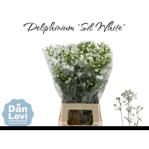 DELPH EN M SIL WHITE