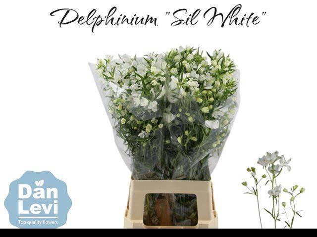<h4>DELPH EN M SIL WHITE</h4>