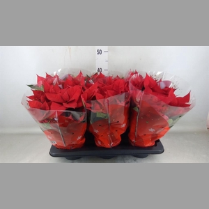 Euphorbia pulc. 'Christ Universe'