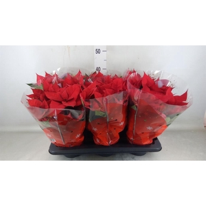 Euphorbia pulc. 'Christ Universe'