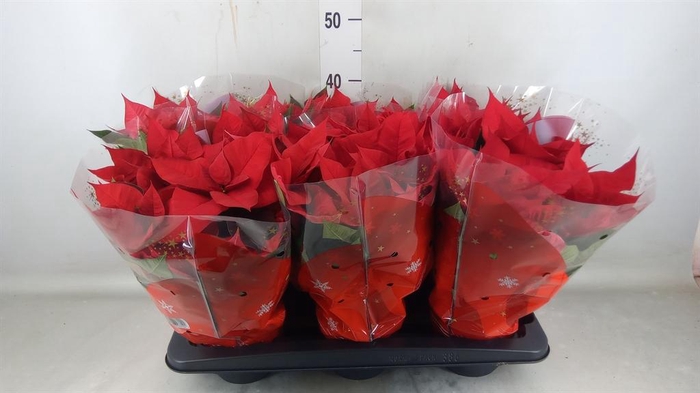 <h4>Euphorbia pulc. 'Christ Universe'</h4>