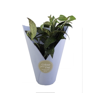 AESCHYNANTHUS-HYBRID