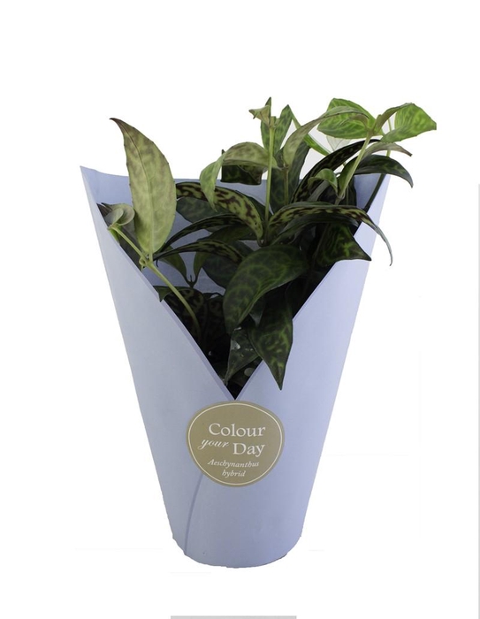 <h4>AESCHYNANTHUS-HYBRID</h4>