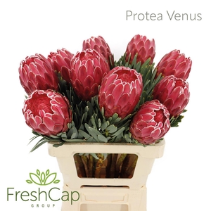 Protea 'Venus'