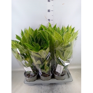 Fatsia japonica 'Variegata'