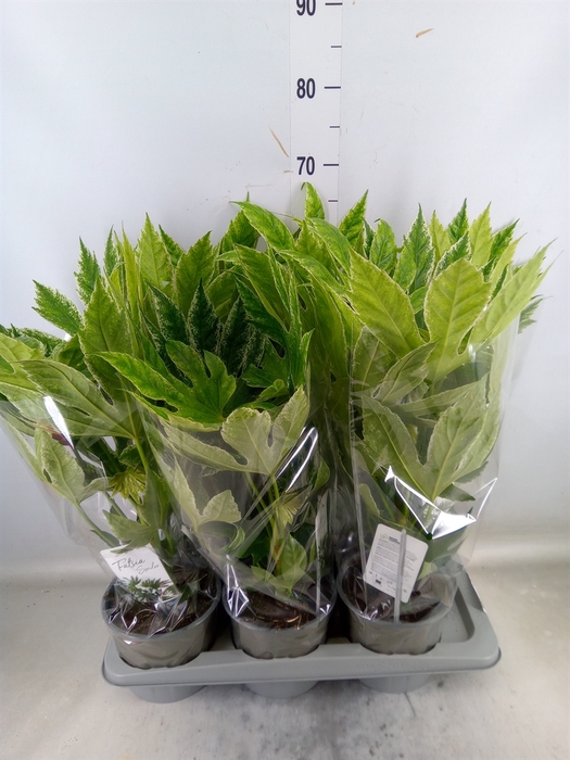 <h4>Fatsia japonica 'Variegata'</h4>