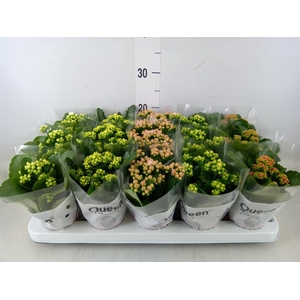 Kalanchoe blos.   ..rosebud mix  5