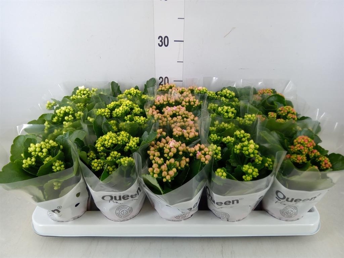 <h4>Kalanchoe blos.   ..rosebud mix  5</h4>