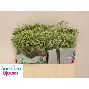 LIM SIN SEN P COLADA