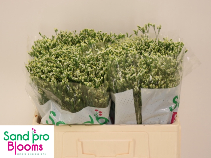 <h4>LIM SIN SEN P COLADA</h4>