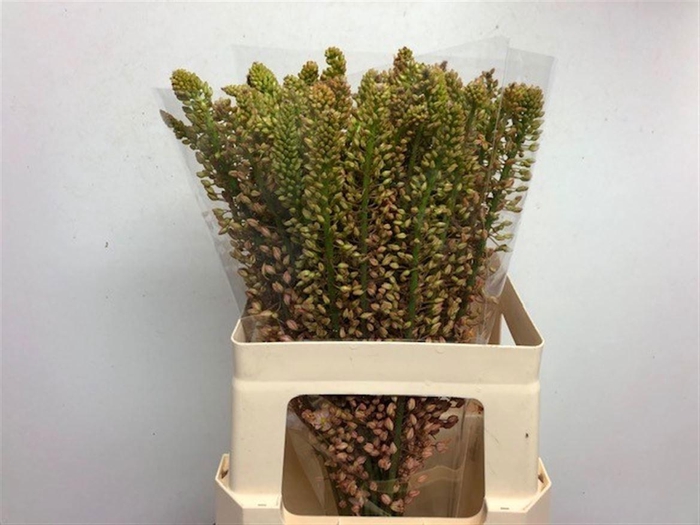 <h4>EREMURUS SH P STAR</h4>