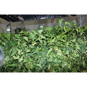 ABUTILON VARIEGATO C21