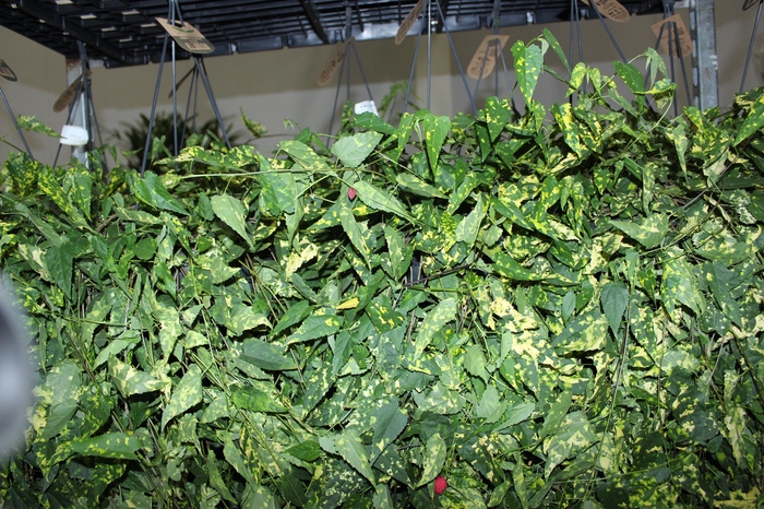 <h4>ABUTILON VARIEGATO C21</h4>