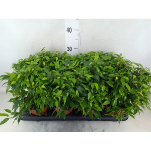 Ficus benja. 'Green Kinky'