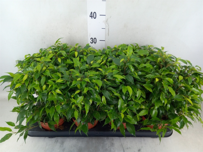 <h4>Ficus benja. 'Green Kinky'</h4>