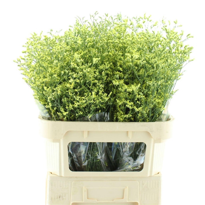 <h4>Limonium Joy Yellow X50</h4>