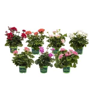 PELARGONIUM ZONALE-HYBRID