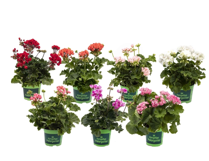 <h4>PELARGONIUM ZONALE-HYBRID</h4>